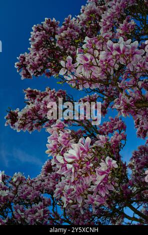 Branches of a Magnolia tree with beautiful magnolia blossoms in pink and white in bright light and a clear blue sky Stock Photo