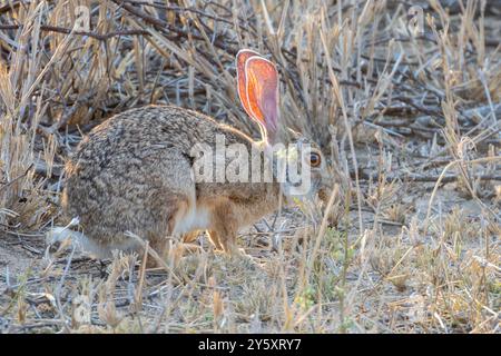 Srub Hare (Lepus saxatilis) in grassland savannah at sunset  Kruger National Park, Limpopo, South Africa Stock Photo