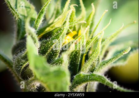 ���ǲԲԱ�Բ����ܳ���Բ���ü�ٱ� 2 Stock Photo