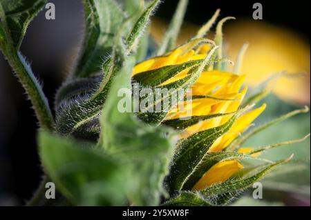 ���ǲԲԱ�Բ����ܳ���Բ���ü�ٱ� Stock Photo