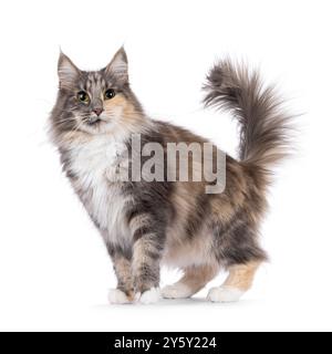 Adult blue tortie Norwegian Forestcat, standing facing front. Looking towards camera. Isolated on a white background. Stock Photo