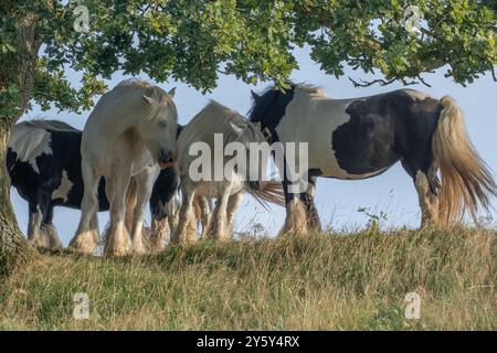 Horses (ponies) taking shelter under an oak tree. Stock Photo