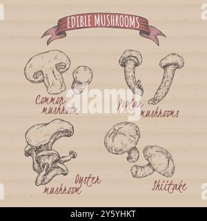 Set of sketches with Agaricus bisporus aka common mushroom, Pleurotus ostreatus aka oyster mushroom, Lentinula edodes aka shiitake and Cyclocybe aeger Stock Vector