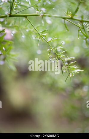 dew droplets on leaves plant morning beautiful Stock Photo
