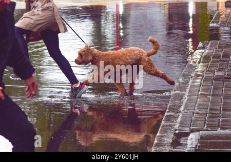 London, UK. 23rd Sep, 2024. A dog skips across a waterlogged Euston Road as flood warnings are issued in England and Wales amidst heavy rain. (Credit Image: © Vuk Valcic/ZUMA Press Wire) EDITORIAL USAGE ONLY! Not for Commercial USAGE! Stock Photo