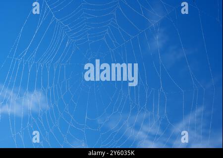 the web of a garden spider (Araneus diadematus) backlit, blue sky and water droplets dew Stock Photo