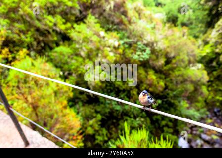 small blue bird on a steel cable in the mountains carved by the levadas in Madeira Portugal Stock Photo