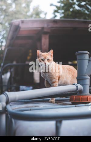 Curious ginger cat perched on a water tank surveys its surroundings with a regal yet inquisitive gaze, an ideal image for showcasing feline independen Stock Photo