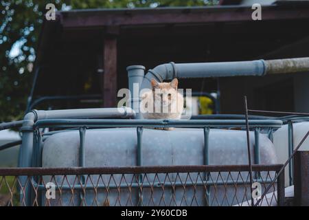 Curious ginger cat perched on a water tank surveys its surroundings with a regal yet inquisitive gaze, an ideal image for showcasing feline independen Stock Photo