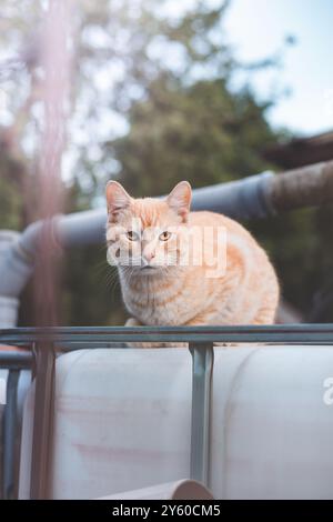 Curious ginger cat perched on a water tank surveys its surroundings with a regal yet inquisitive gaze, an ideal image for showcasing feline independen Stock Photo