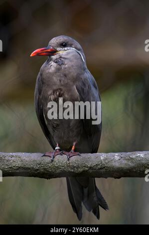 Larosterna inca aka Inca tern. Funny american bird with moustache. Zoo ...