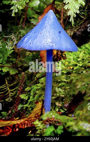 New Zealand, Blue fungus, Abel Tasman National Park, New Zealand, Oceania Stock Photo