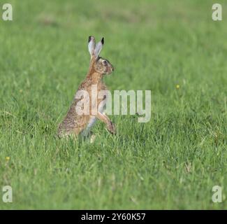 European hare (Lepus europaeus) standing on its hind paws in a meadow, European hare making a cone, wildlife, Thuringia, Germany, Europe Stock Photo