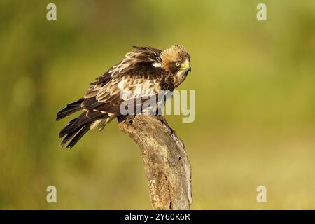 A falcon with fluffed up up feathers sits on a branch, the background is blurred Stock Photo