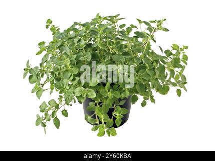 Culinary herbs in pots, marjoram, wild marjoram, herbs, Manitoba, Canada, USA, North America Stock Photo