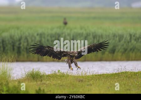 A white-tailed eagle (Haliaeetus albicilla) majestically spreads its wings over a meadow near a body of water, Katinger Watt, Toenning, Schleswig-Hols Stock Photo