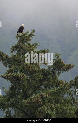 A bald eagle, Haliaeetus leucocephalus, perched on the top of a tall tree in a foggy forest, Alaska, USA, North America Stock Photo