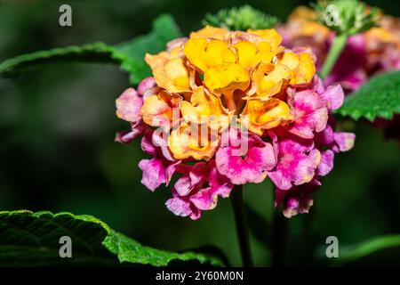 detailed macro photo showcasing the vibrant clusters of Lantana camara (Common Lantana, Red Sage, Yellow Sage). Stock Photo