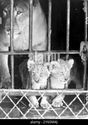 TWO CUBS AT AUCKLAND ZOO, NEW ZEALAND  24 NOVEMBER 1960 Stock Photo