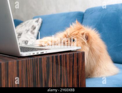 A fluffy orange Persian cat intently focuses on a laptop screen while lounging on a couch, seemingly engaged in some important online work. Stock Photo