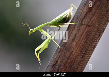 European green praying mantis climbing down on a wooden stick Stock Photo
