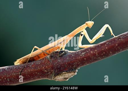 Macro photograph of a praying mantis perched on a branch, showcasing its unique body structure and natural habitat. Stock Photo