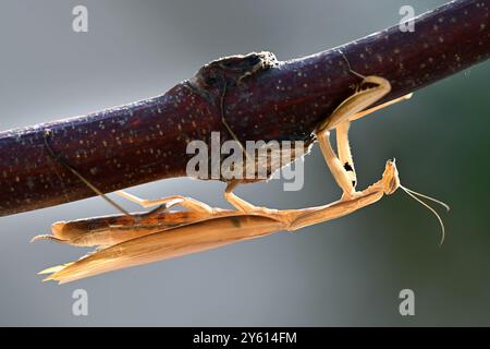 European brown praying mantis hanging upside down from a branch Stock Photo