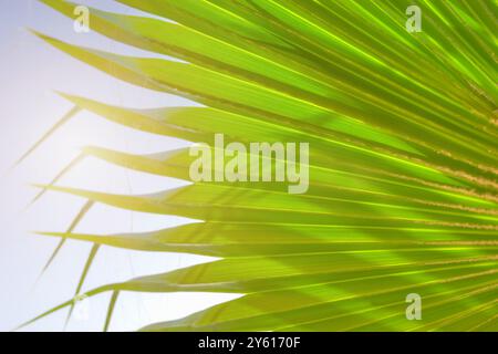 Blurred palm leaf natural background. Stock Photo