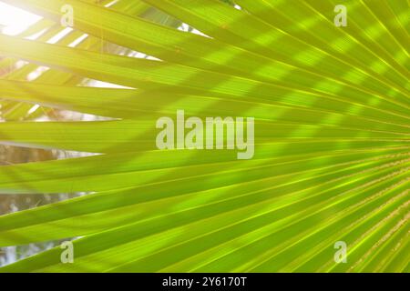 Blurred palm leaf natural background. Stock Photo