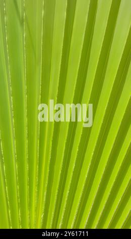 Blurred palm leaf natural background. Stock Photo