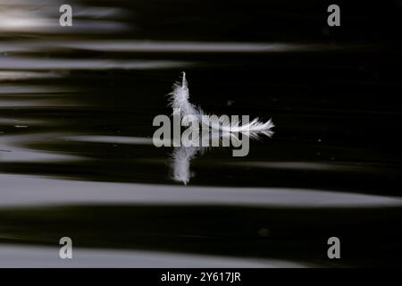 White feather floating on calm water with small ripples. Stock Photo