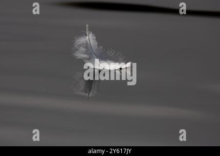 White feather floating on calm water with small ripples. Stock Photo