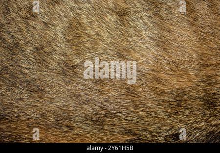 Tabby cat fur texture background. Cat fur texture background. Pet hair background. Cat fur Abstract background texture of fur cat close-up element des Stock Photo