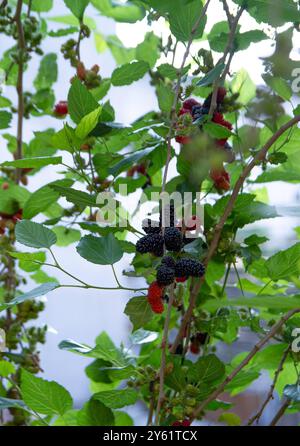 Blackberry harvest in Brazil occurs between September and November Sao paulo sp, 09/23/2024 - mulberry/harvest/brazil - mulberry trees loaded with blackberries, on land in the jardim peri neighborhood, northern region of the capital of sao paulo, this monday 23. The harvest of the blackberry fruit in brazil varies according to the region, generally occurring between september and november. Foto: Adriana Toffetti/Ato Press/IMAGO GERAL Blackberry harvest in Brazil occurs between September and November Sao Paulo Brasil Copyright: xAdrianaxToffetti/AtoPress.x Stock Photo