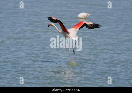 Greater flamingo Phoenicopterus roseus walking on the water in El Hondo Natural Park, Spain Stock Photo