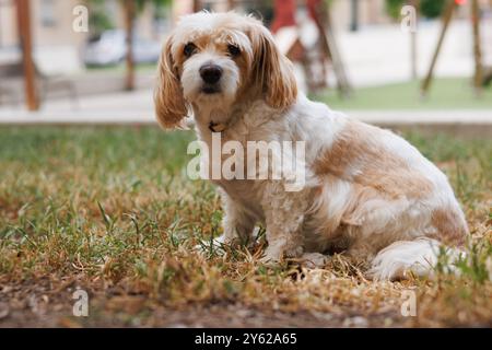 Cavachon dog on the grass of a park in the city Stock Photo