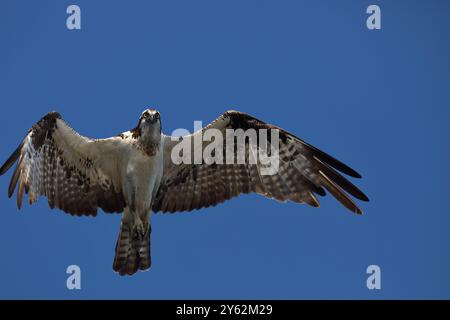 Intent, golden eyes of osprey gleam as bird soars, wings open, in the blue sky above coastal California at Huntington Beach Stock Photo