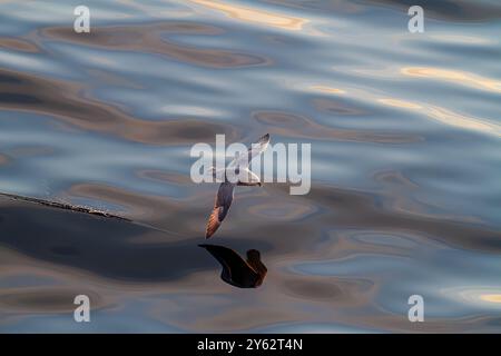 Northern fulmar (Fulmarus glacialis glacialis) on the wing over calm seas in the Svalbard Archipelago, Norway. Stock Photo