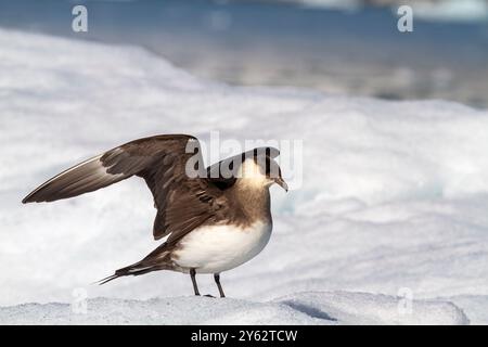 Adult Arctic Skua, Stercorarius parasiticus, on ice floe in the Svalbard Archipelago, Norway. Stock Photo