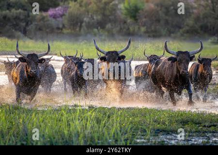 Camargue bulls running through marshland during sunset, near Montpellier and Aigues-Mortes, South of France Stock Photo