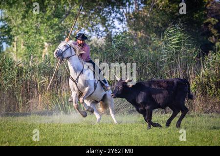 Gardian cowboy herding bulls on Camargue horses, near Aigues-Mortes, South of France Stock Photo