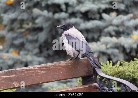 Raven sitting on a bench in a city park. Bird Stock Photo