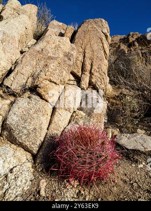 A California barrel cactus, Ferocactus cylindraceus, in Joshua Tree National Park, California, USA. Stock Photo