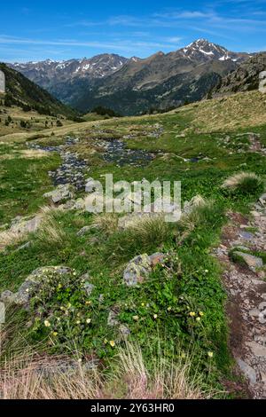 Looking over alpine meadows with streams and wildflowers high in the mountains of Sorteny Nature Reserve, Andorra Stock Photo