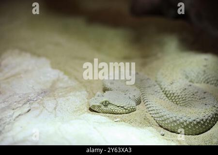 A close-up of a camouflaged snake resting on sandy ground, blending with its environment. The snake has a textured, light-colored skin, showcasing its Stock Photo