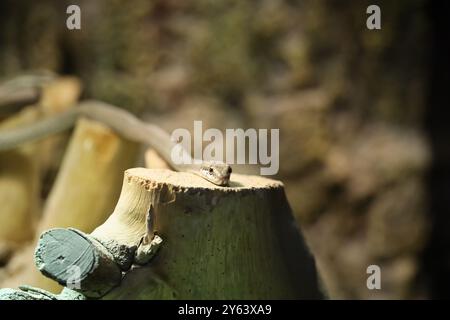 A close-up of a small lizard peeking over a wooden stump in a natural setting. The background is blurred, emphasizing the lizard's features and the te Stock Photo