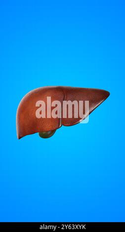 Human internal organ of Liver Stock Photo