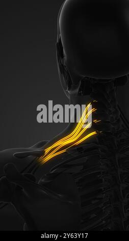 The network of brachial plexus nerves in the shoulder structure Stock Photo