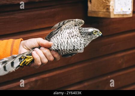 Eurasian sparrowhawk or Accipiter nisus in hand in Fringilla field ornithological station. in the Curonian Spit National Park. Kaliningrad region. Rus Stock Photo