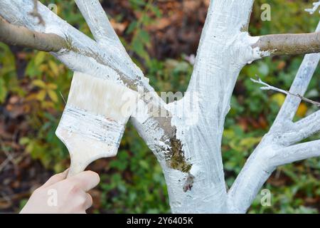 Gardener with paint brush whitewashing fruit tree trunk. Whitewashing covers the trunk of a tree to protect it from sun scald during cold season Stock Photo
